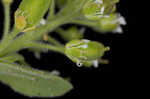 Field pepperweed